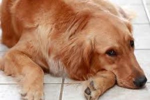 Лікування катарального гастриту у собак
