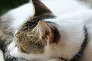 Лікування хейлетіозу у котів