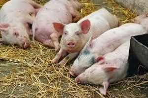 Лікування хвороби Ауески свиней