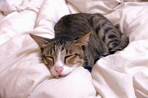 Лікування крупозної пневмонії у котів