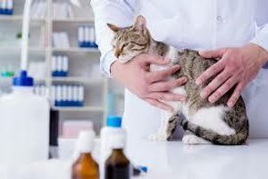 Лікування маститу у котів