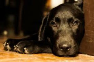 Лікування нотоедрозу у собак