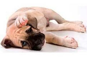 Лікування отодектозу у собак