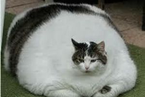 Лікування ожиріння у котів
