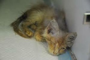 Лікування панлейкопенії у котів