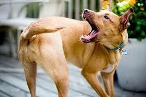 Лікування параректальної флегмони у собак
