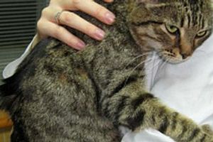 Лікування перитоніту у котів