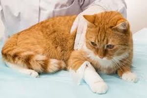 Лікування ран у котів