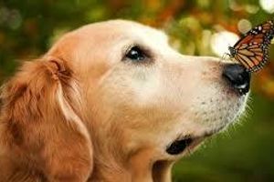 Лікування риніту у собак