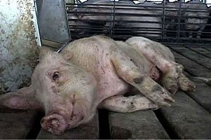 Лікування сальмонельозу свиней