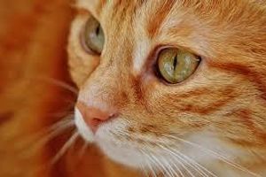 Лікування саркоспоридіозу у котів