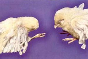 Лікування та профілактика гіповітамінозів у птиці