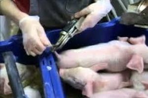 Лікування та профілактика канібалізму свиней