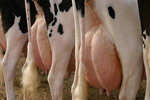 Лікування та профілактика маститу у корів