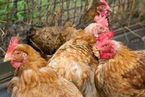 Лікування та профілактика токсичної дистрофії печінки птахів