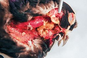 Лікування та профілактика трихомонозу птахів