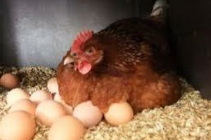 Лікування та профілактика утрудненої яйцекладки