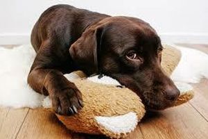 Лікування токсокарозу у собак