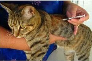 Лікування цукрового діабету у котів