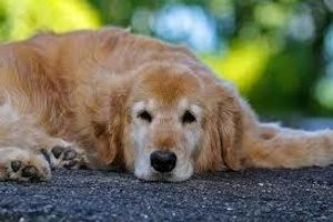 Лікування виразкової хвороби шлунка у собак