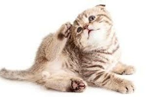 Лікування виразки вушної раковини у кішок