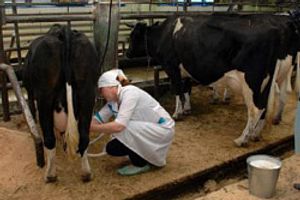 Основи технології доїння корів