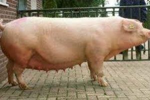 Перевірювана свиноматка — економіка та племінна справа