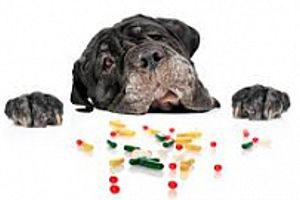 Профілактика А-гіповітамінозу у собак