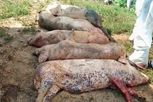 Профілактика африканської чуми свиней