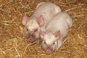 Профілактика аскаридозу свиней