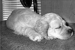 Профілактика бронхопневмонії у собак