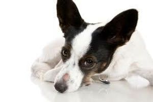 Профілактика дерматофітозу у собак
