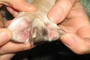 Профілактика дерматиту у собак