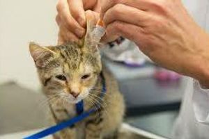 Профілактика екземи та дерматиту вушної раковини у котів
