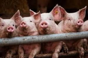 Профілактика грипу свиней