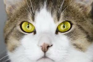 Профілактика катаракти у кішок