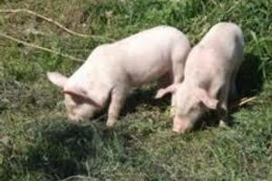 Профілактика колібактеріозу свиней