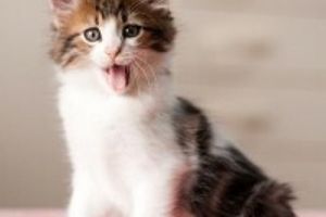 Профілактика ларингіту у котів