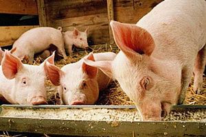 Профілактика мікотоксикозів свиней
