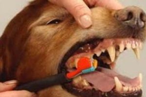 Профілактика стоматиту у собак