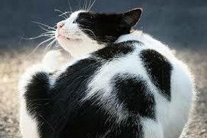 Профілактика та лікування бліх у котів