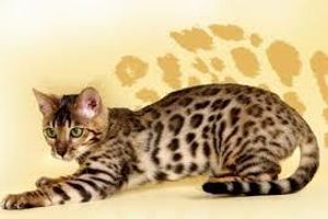 Профілактика виразкової хвороби шлунка у котів