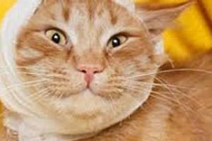 Профілактика виразки вушної раковини у котів