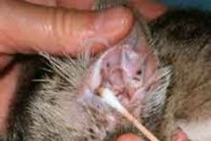 Профілактика запалення вуха у котів