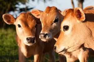 Раціони годівлі високопродуктивних корів від ТМ Технології здоров'я