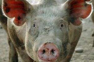 Своєчасна вакцинація – успішний засіб у боротьбі з цирковірусом свиней