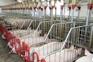 Системи та способи утримання свиней