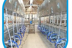 Технологія доїння корів у доїльних залах