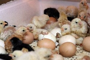 Технологія інкубації яєць