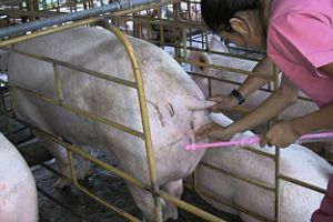 Технологія штучного запліднення свиней